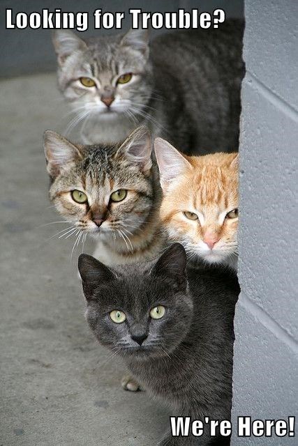 Cat - Looking for Trouble? We're Here!