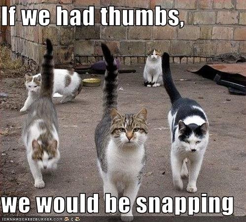 Cat - If we had thumbs we would be snapping