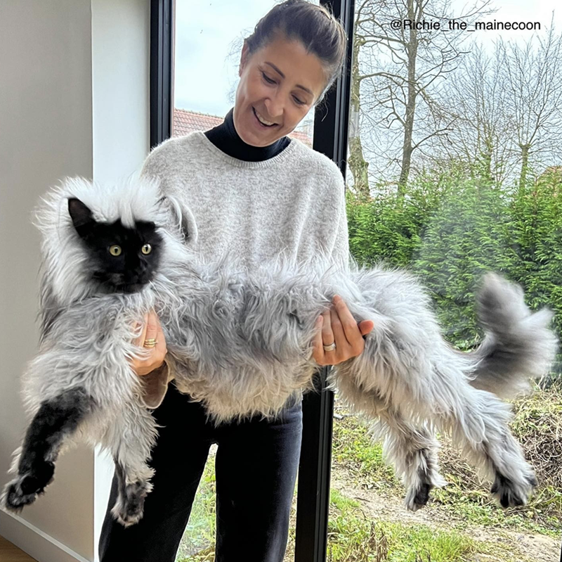 Richie The Maine Coon Is An Enormous And Beautiful Anomaly - I Can Has Cheezburger?