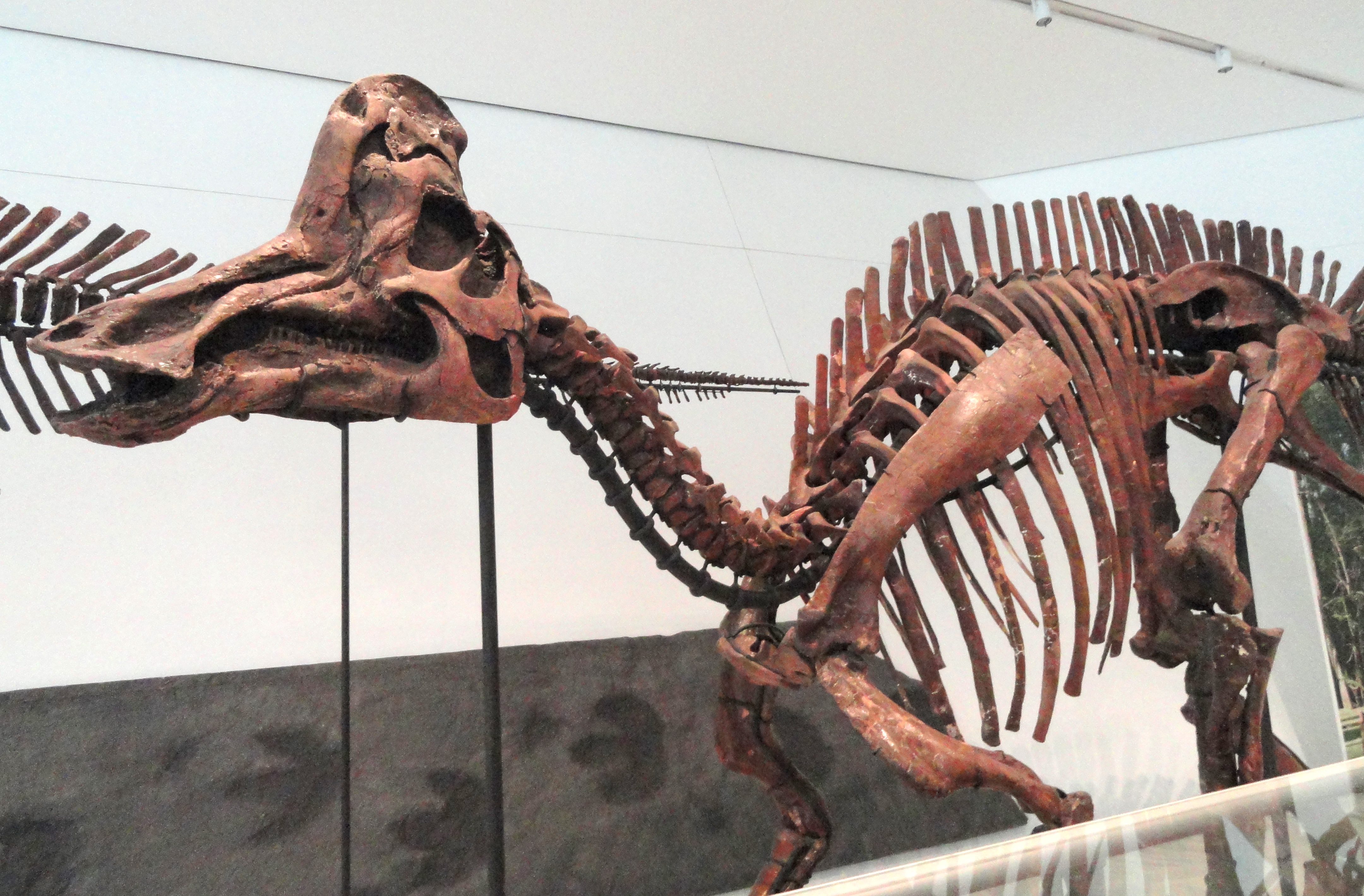 Corythosaurus - Simple English Wikipedia, the free encyclopedia